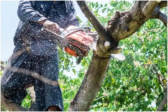 tree services Roy